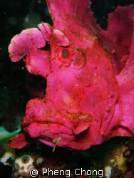 Weedy Scorpionfish in Lembeh by Pheng Chong 
